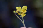 Floating bladderwort